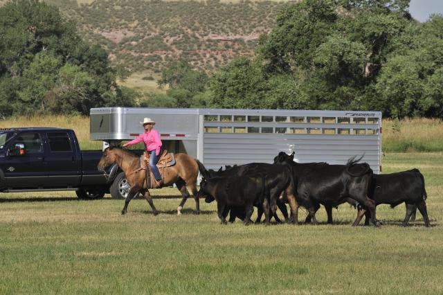 featherlite trailer cattle stock goose neck aluminum